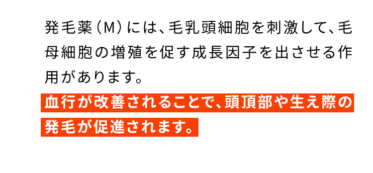 発毛薬（M）には、毛乳頭細胞を刺激して、毛母細胞の増殖を促す成長因子を出させる作用があります。血行が改善されることで、頭頂部や生え際の発毛が促進されます。