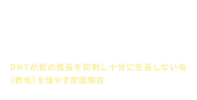 男性ホルモン もう1つはテストステロン（男性ホルモン）がジヒドロテストステロン（DHT）に変換され、このDHTが髪の成長を抑制し十分に生長しない毛（軟毛）を増やす原因物質と考えられています。
