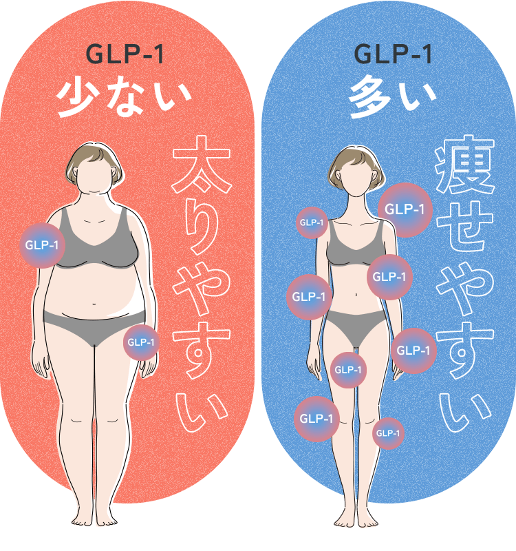 GLP-1少ない GLP-1多い