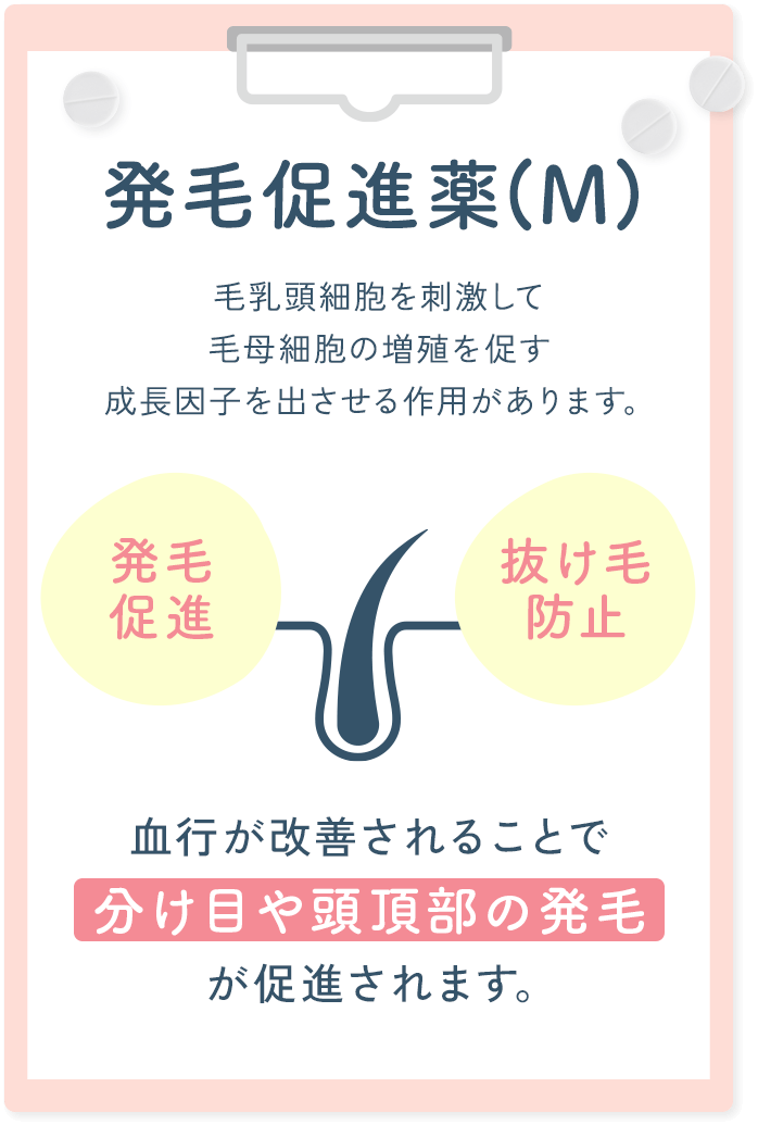 「ミノキシジル」 毛乳頭細胞を刺激して、毛母細胞の増殖を促す成長因子を出させる作用があります。血行が改善されることで、分け目や頭頂部の発毛が促進されます。