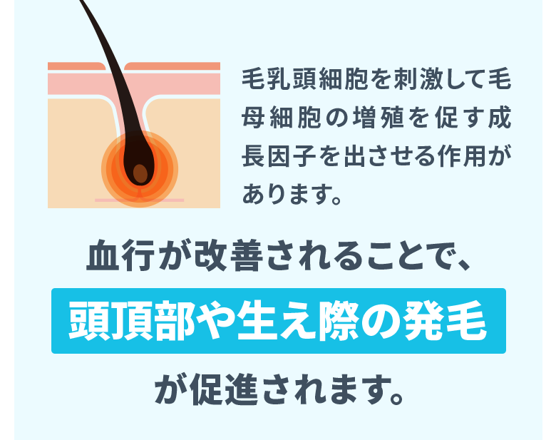 毛乳頭細胞を刺激して毛母細胞の増殖を促す成長因子を出させる作用があります。血行が改善されることで、頭頂部や生え際の発毛が促進されます。