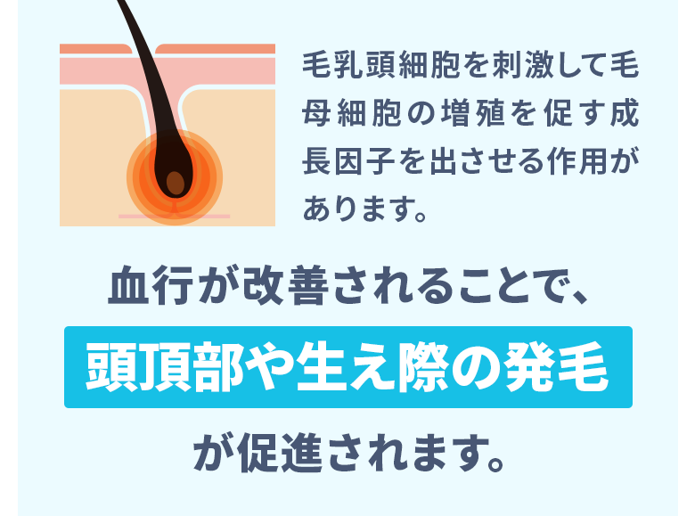 毛乳頭細胞を刺激して毛母細胞の増殖を促す成長因子を出させる作用があります。血行が改善されることで、頭頂部や生え際の発毛が促進されます。