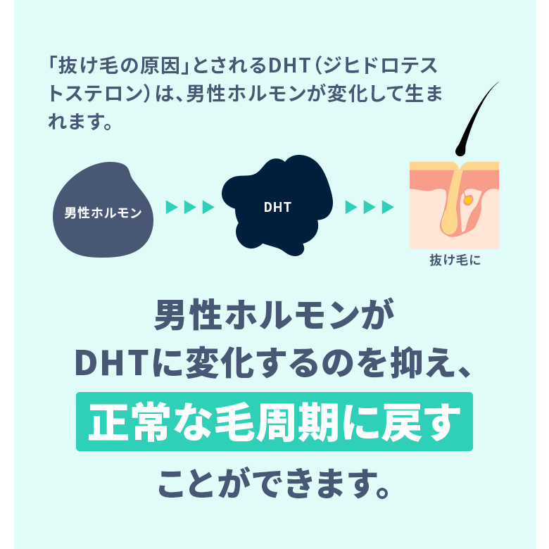 「抜け毛の原因」とされるDHT（ジヒドロテストステロン）は、男性ホルモンが変化して生まれます。フィナステリドは男性ホルモンがDHTに変化するのを抑え、正常な毛周期に戻すことができます。