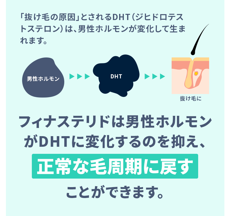 「抜け毛の原因」とされるDHT（ジヒドロテストステロン）は、男性ホルモンが変化して生まれます。フィナステリドは男性ホルモンがDHTに変化するのを抑え、正常な毛周期に戻すことができます。