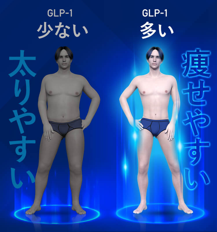 GLP-1が少ないと太りやすい・GLP-1が多いと痩せやすい