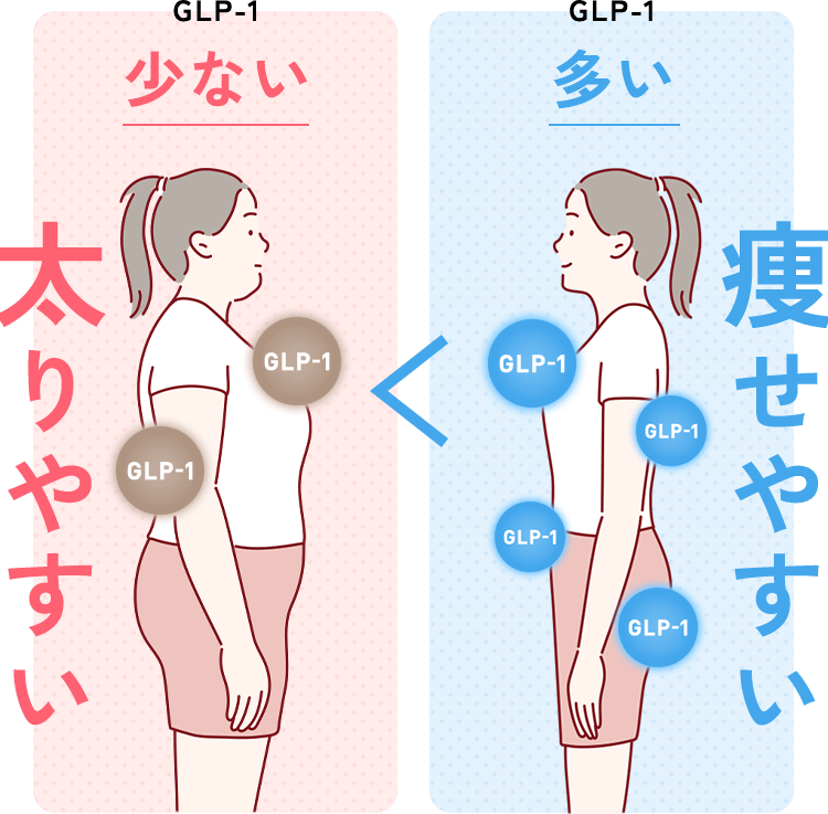 GLP-1少ない：太りやすい／GLP-1多い：痩せやすい